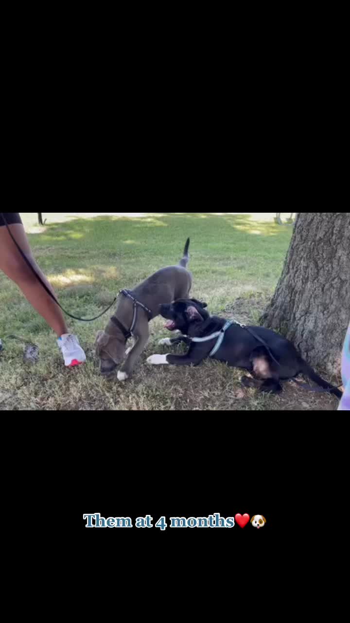 @canecorso_bluandoreo