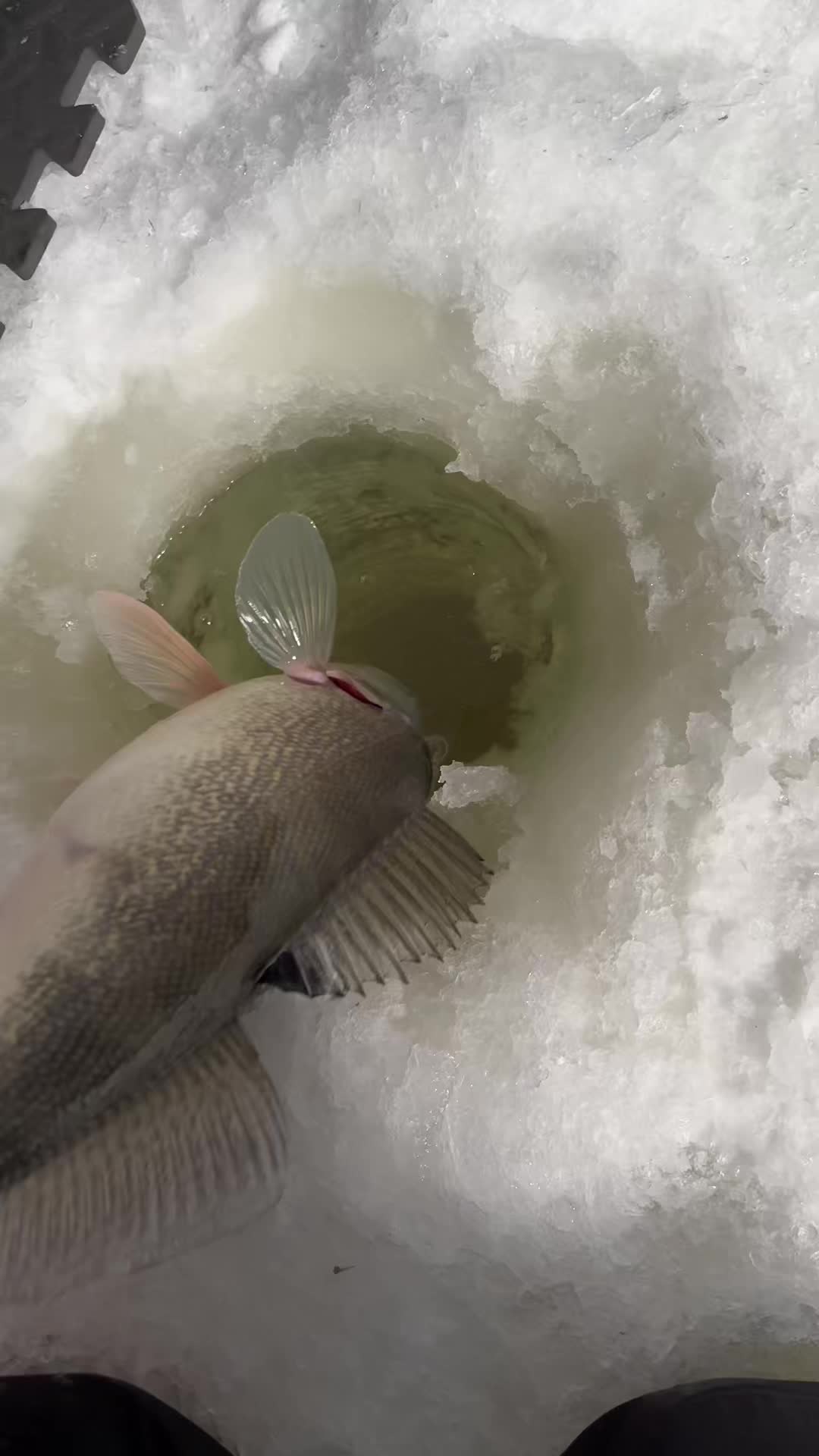 @Walleye Fever