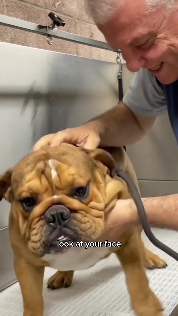 @Dogromat Pet Groomers