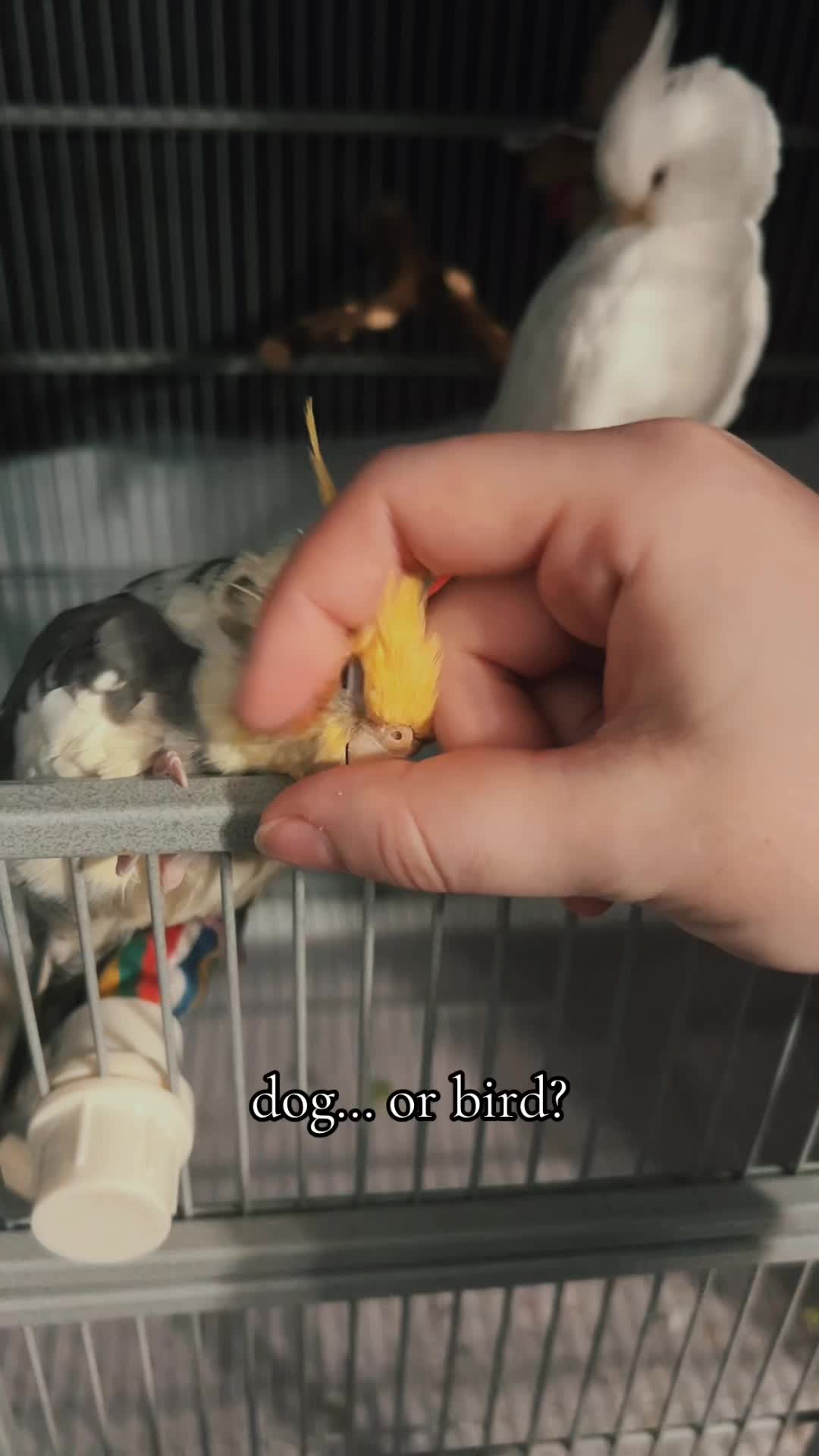 @pups & parrots