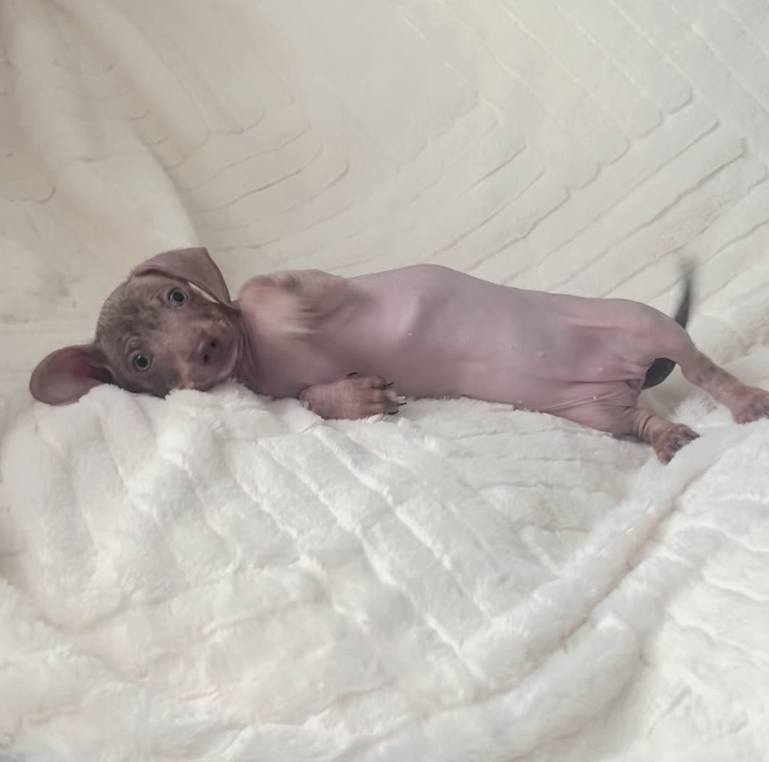 @Softskinpuppies
