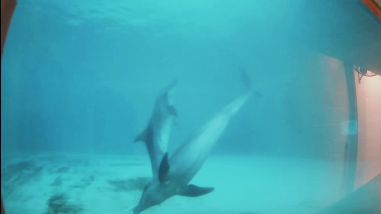 @dolphin_heart66