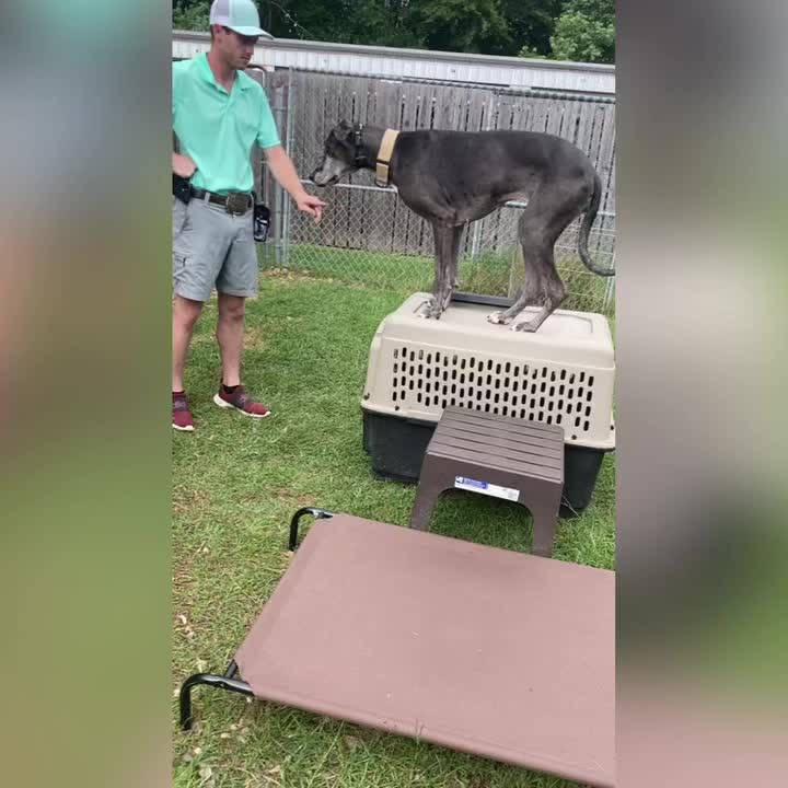 @Koba’s Four Paws Institute