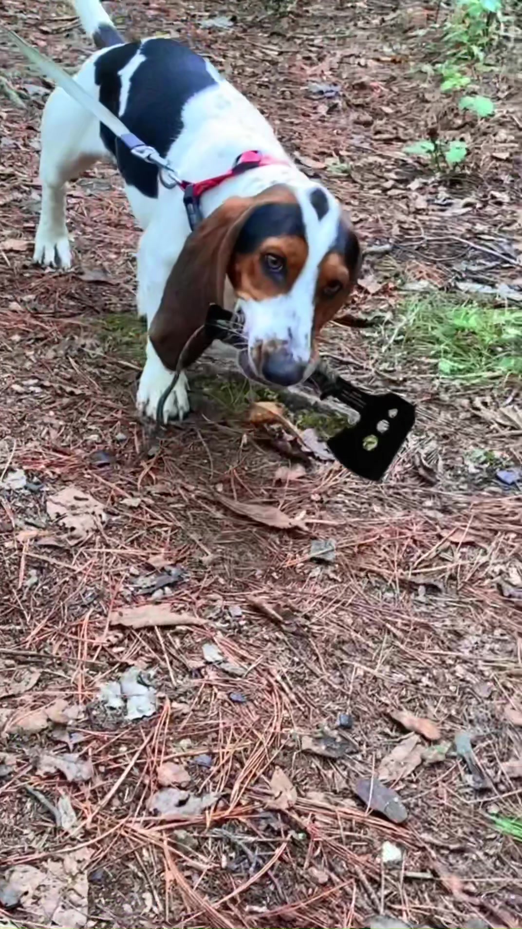 @🤠