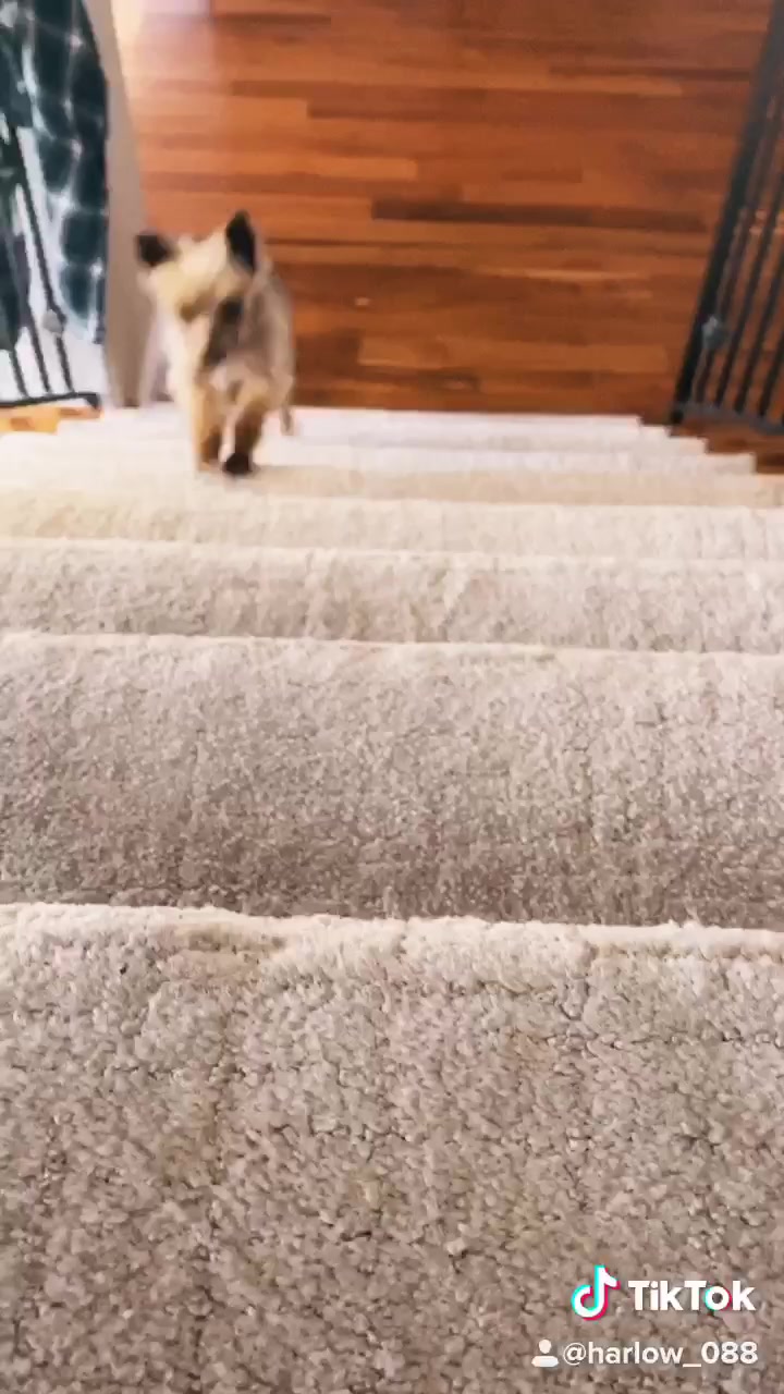 @Harlow the Yorkie