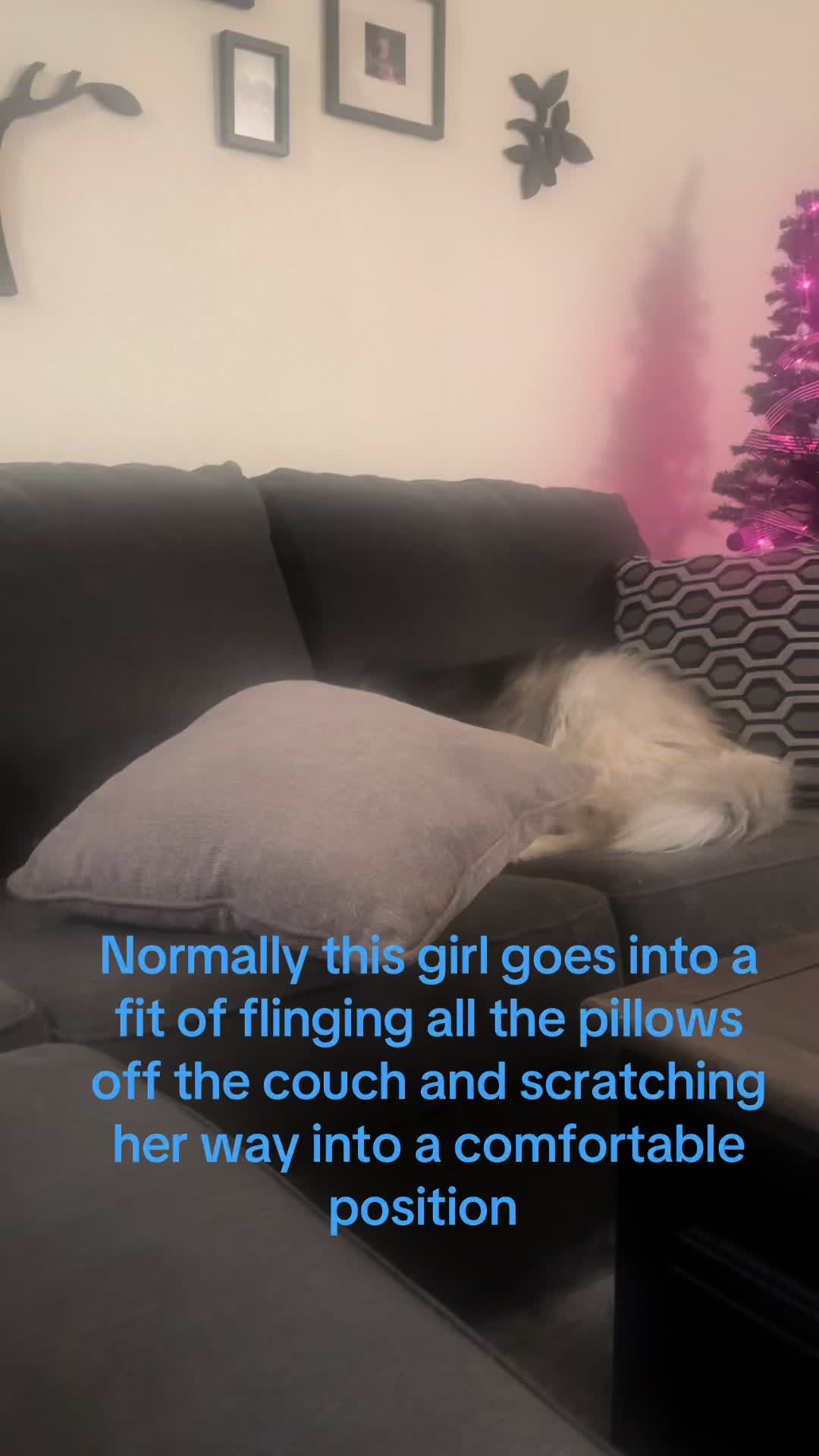 @Shasta & Aspen - Husky Sisters
