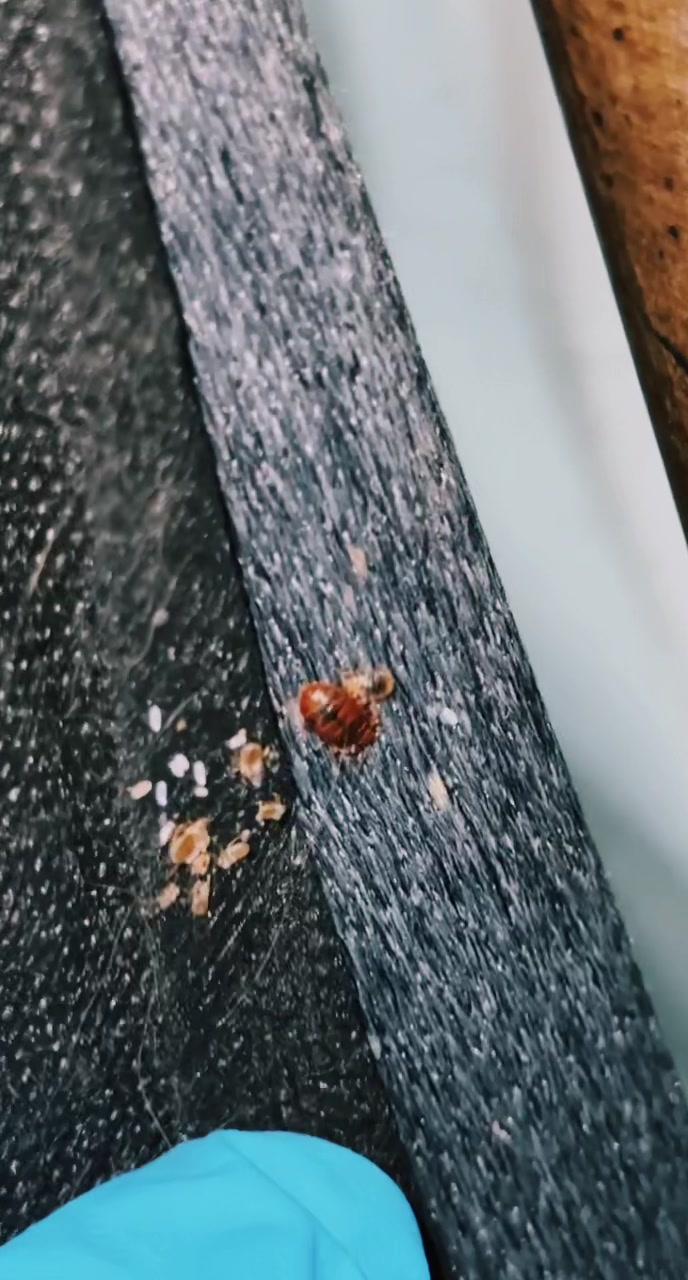 @JetCo Pest & Bed Bug Services