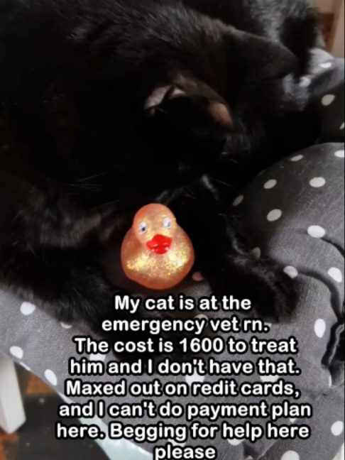 @Saving Paul the brave Cat!