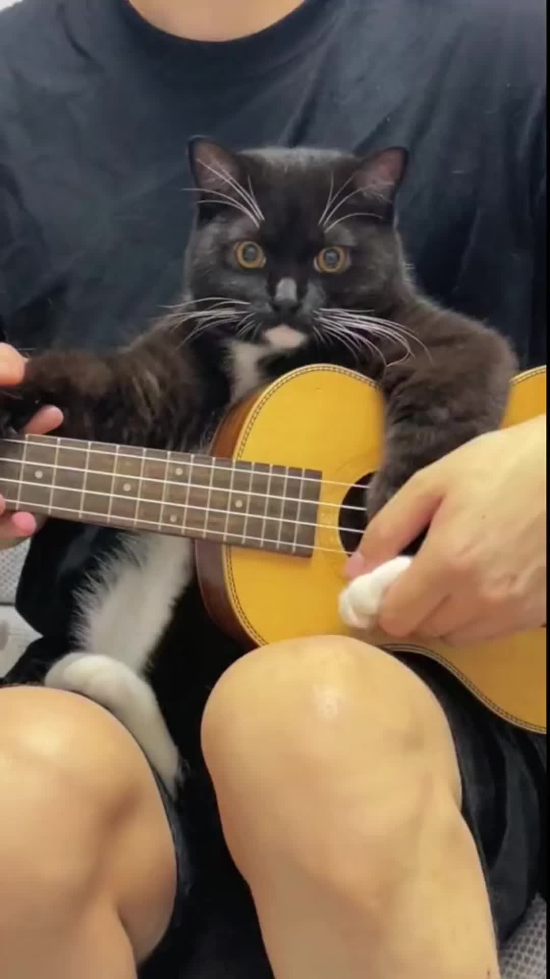 @Ice-creamy cat