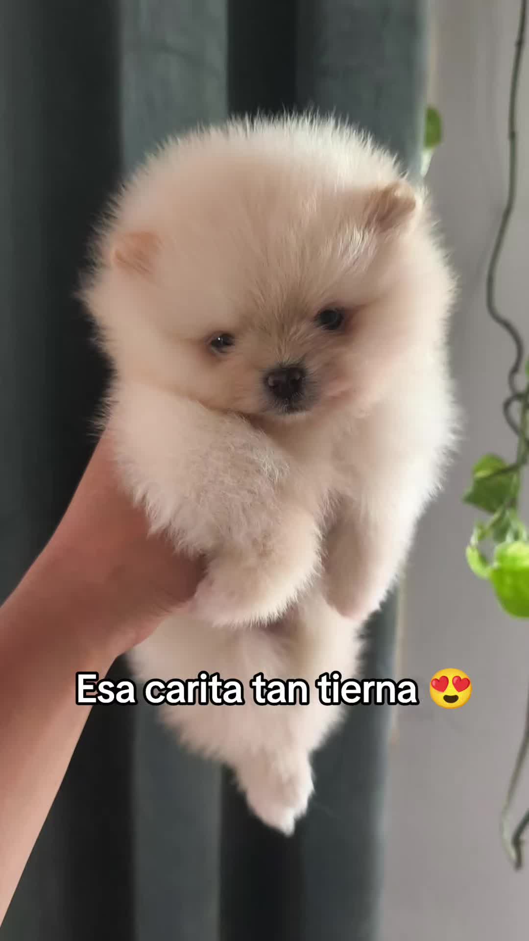 @Pomerania chile