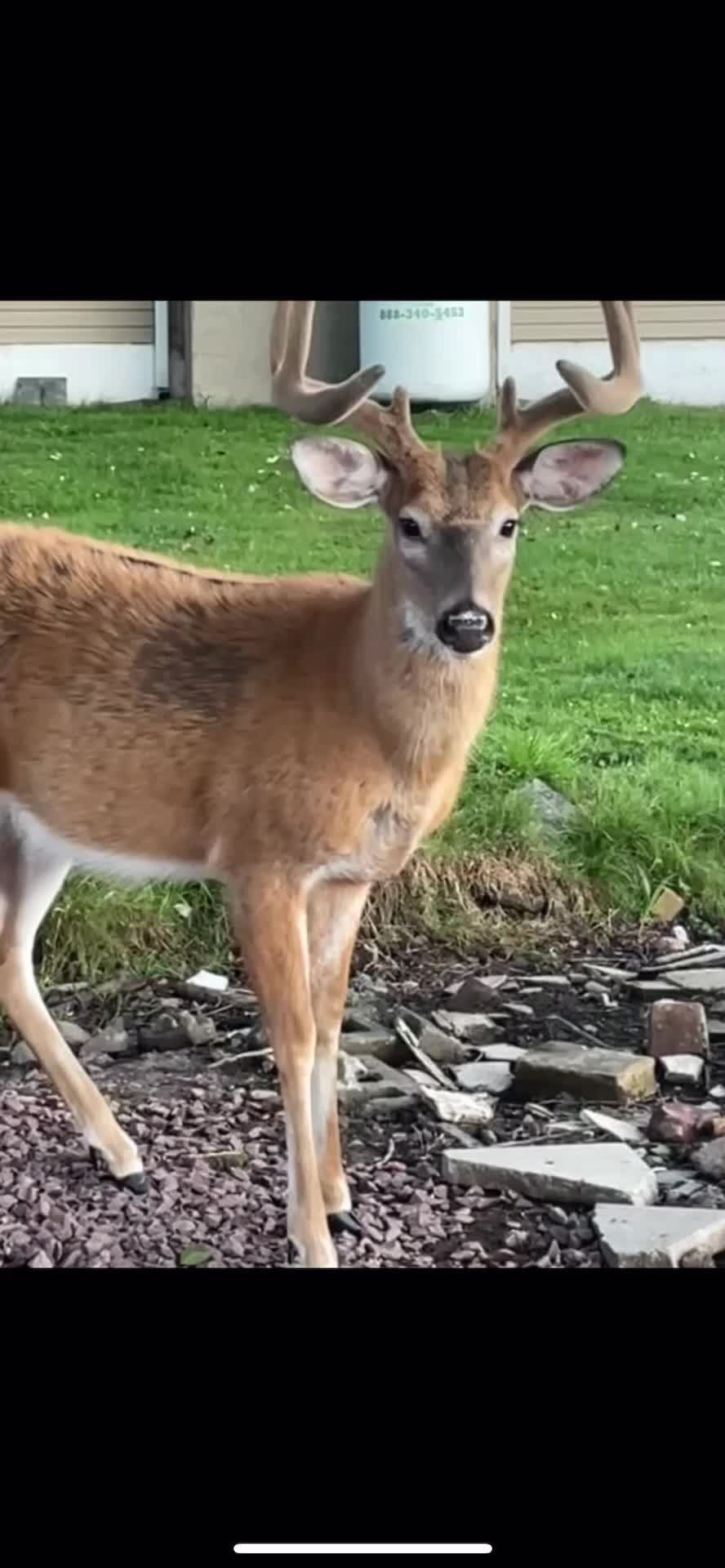 @Anita 🦌🌳
