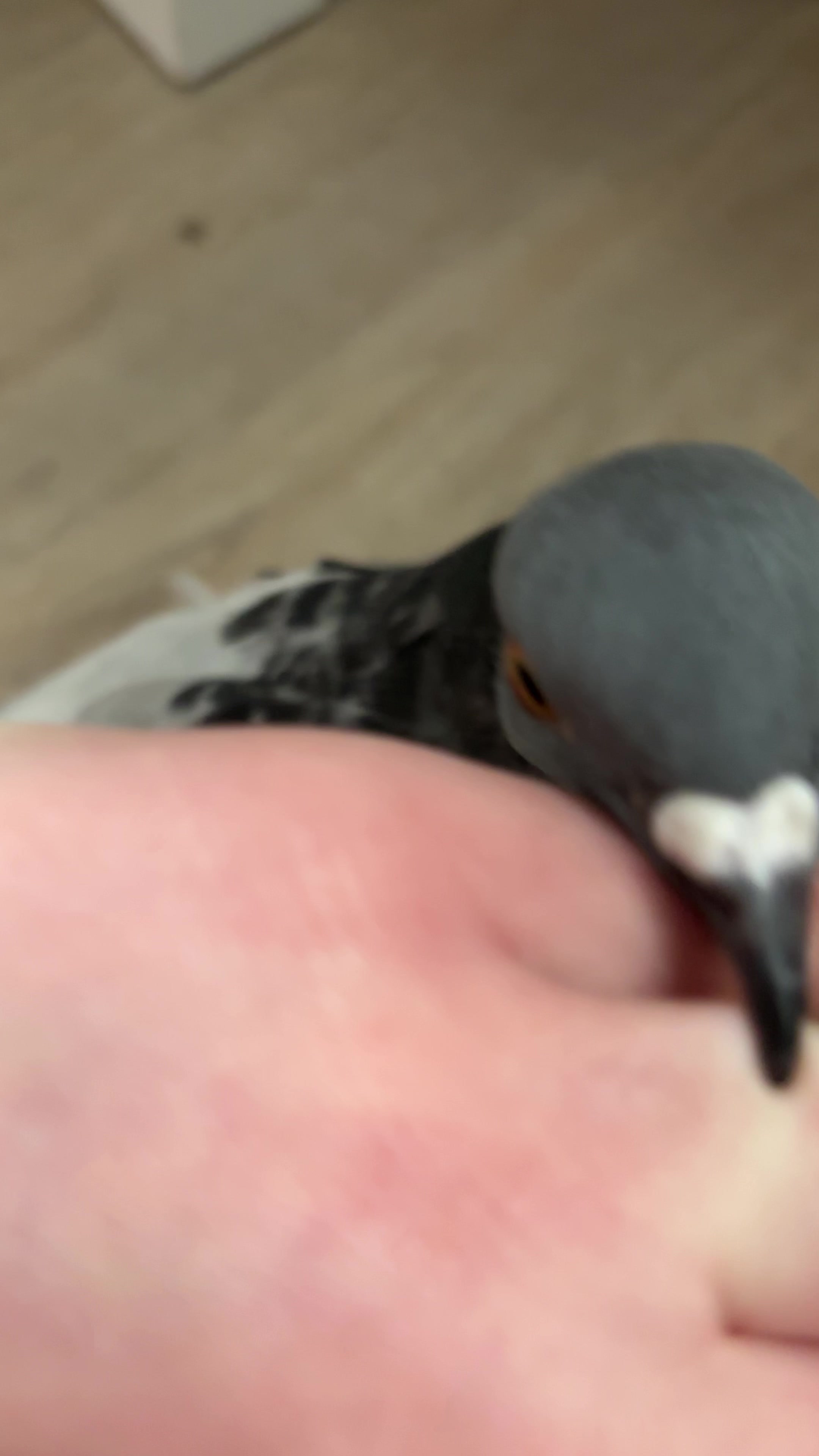 @Pigeon