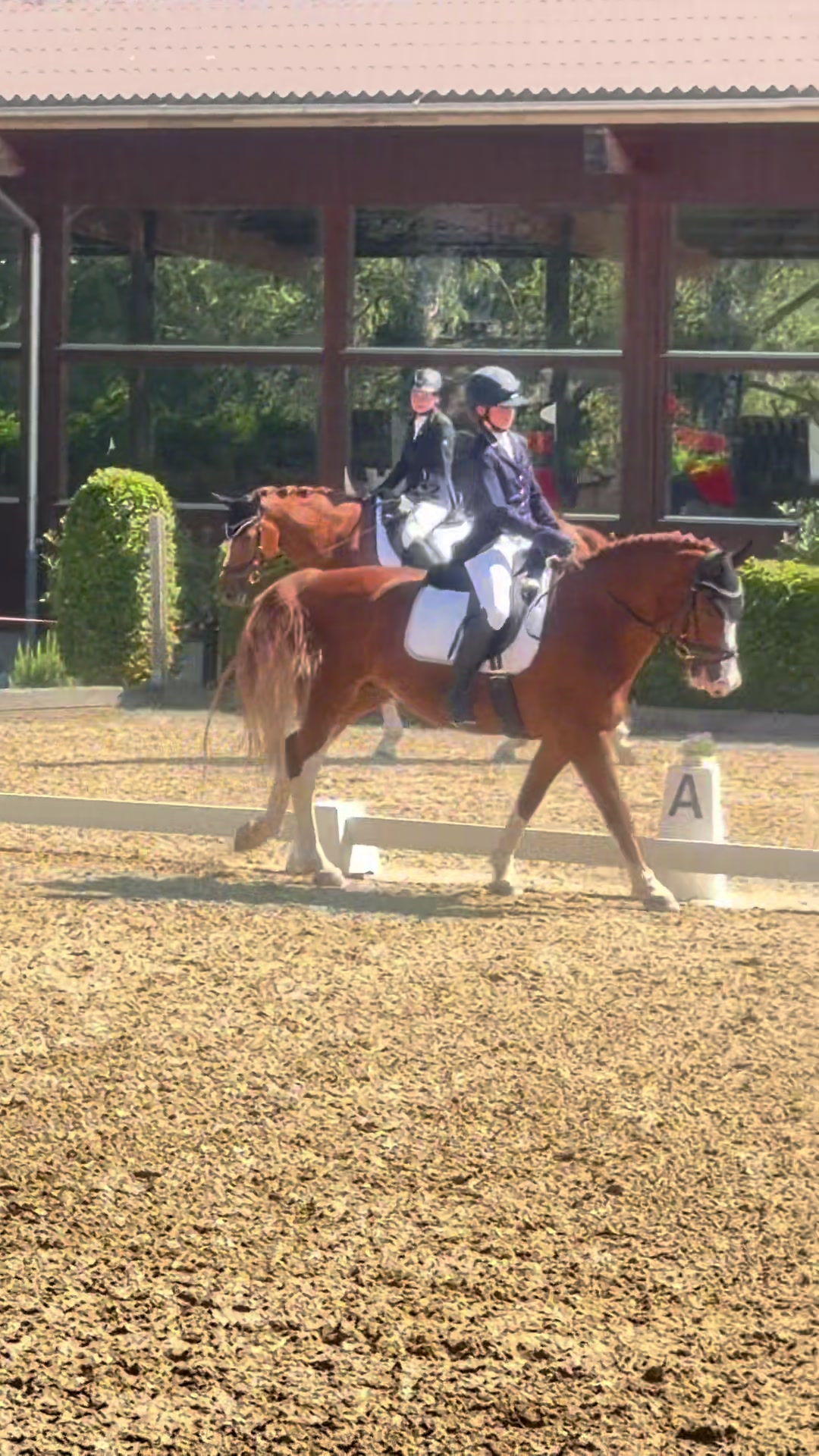 @_.coldblood.dressage_