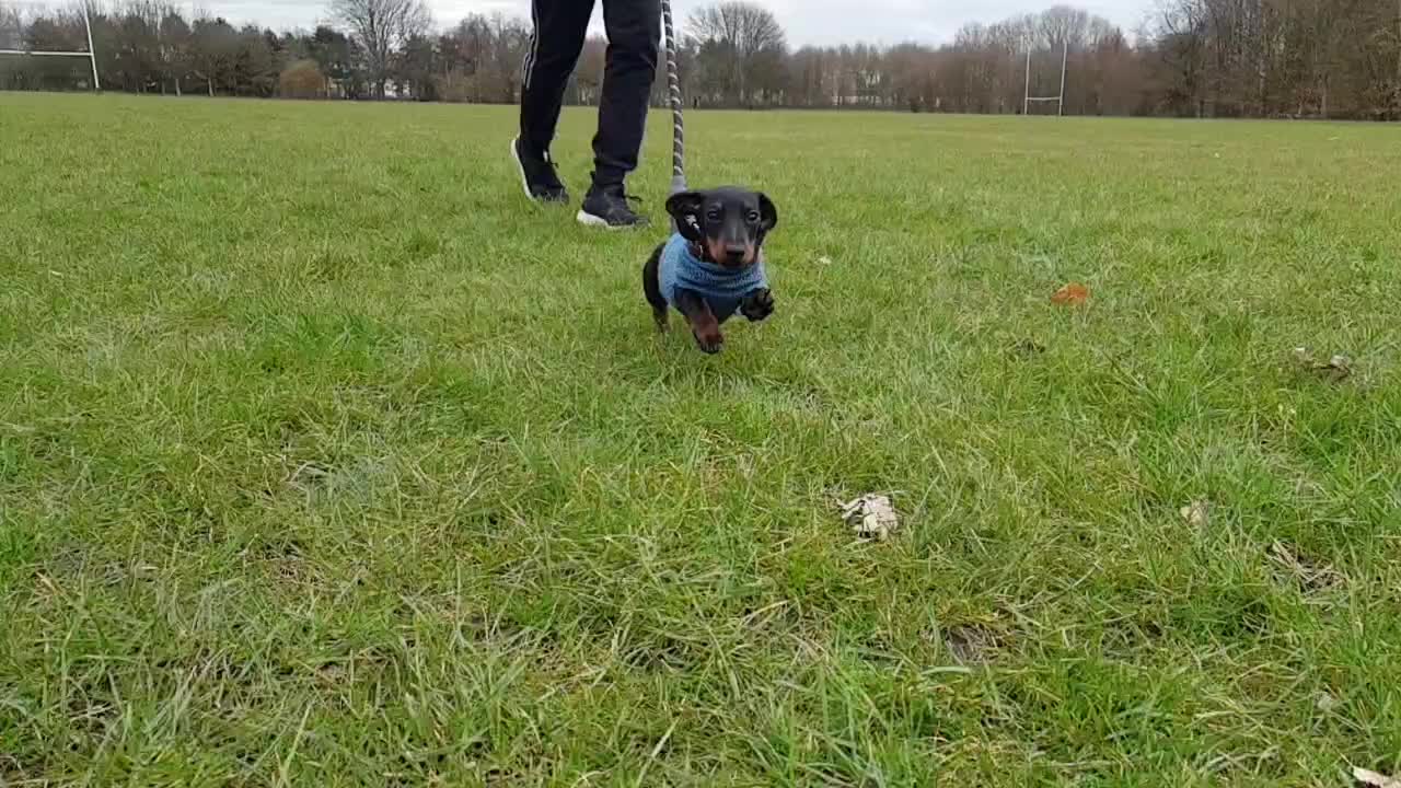 @Otto the mini dachshund