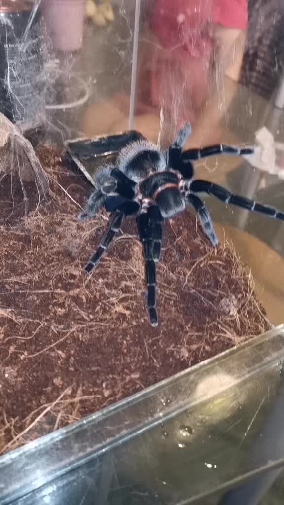 @angry_spider