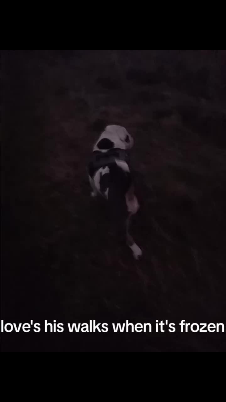 @random videos