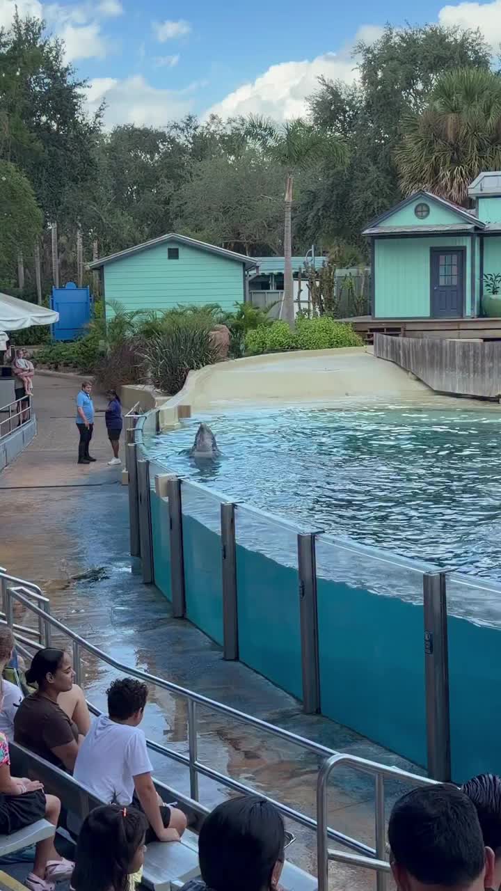 @Dolphin 🐬 World 🌎