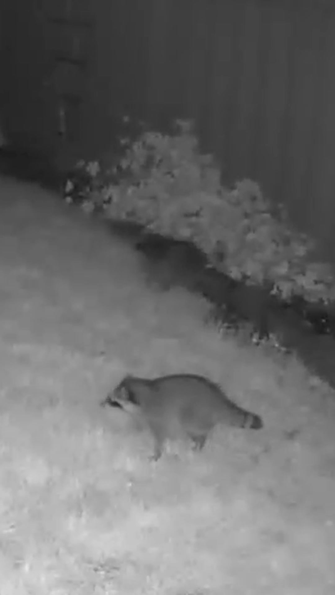 @F🦊XSEE👀Footage🎞️