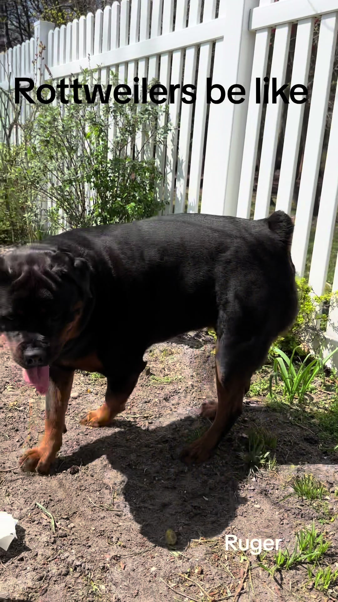 @RottweilerRuger