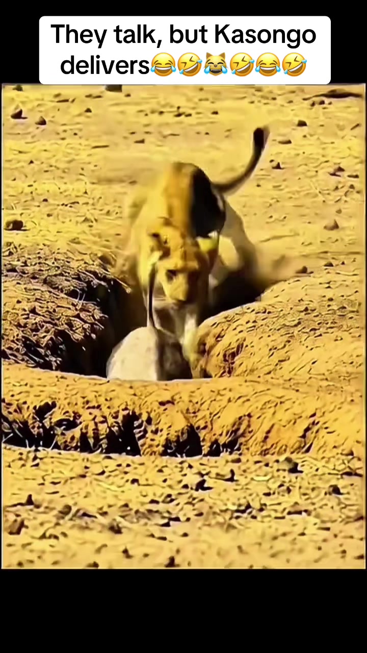 @Roi De la Jungle