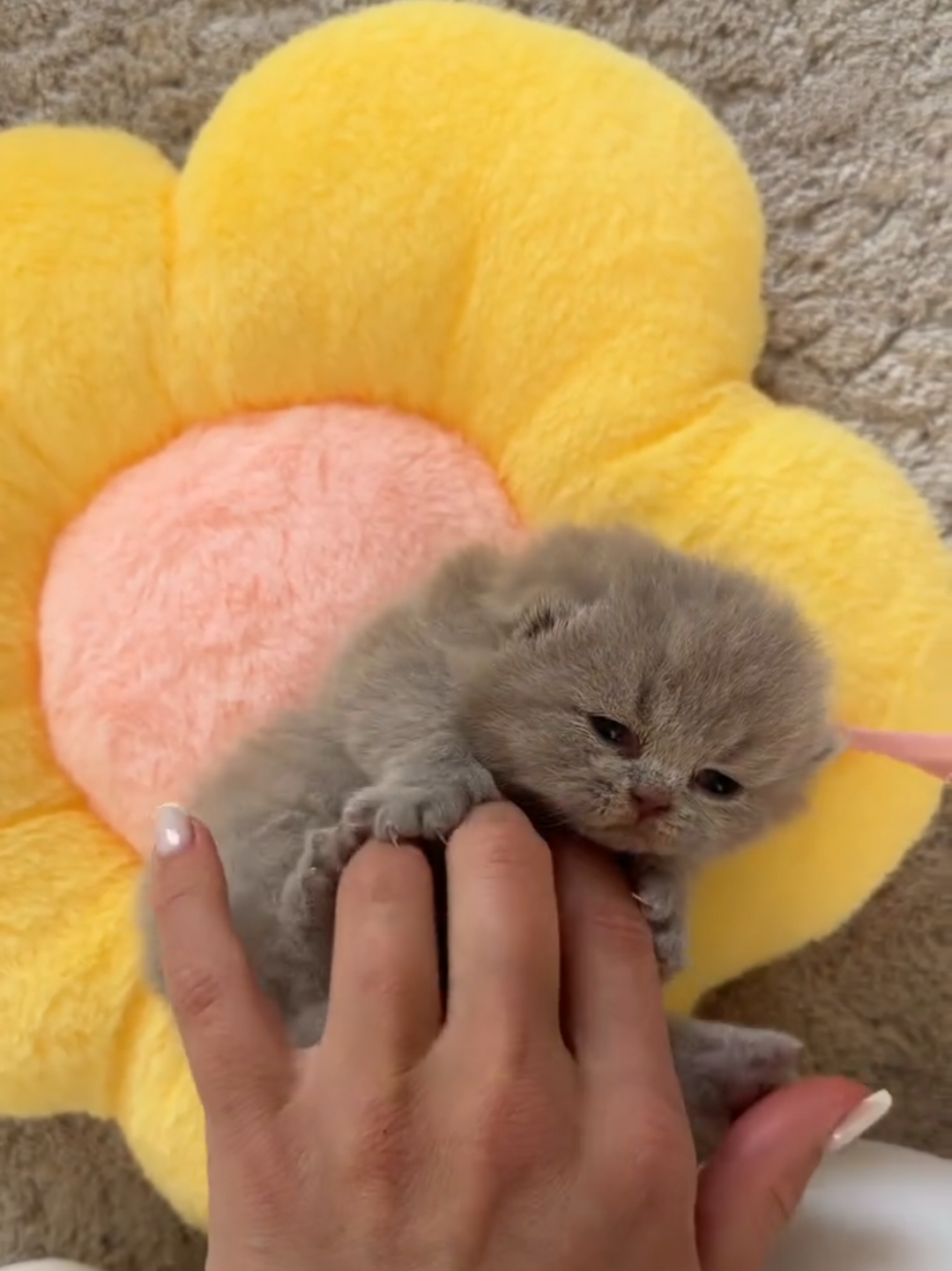 @Chonky World Of Cats