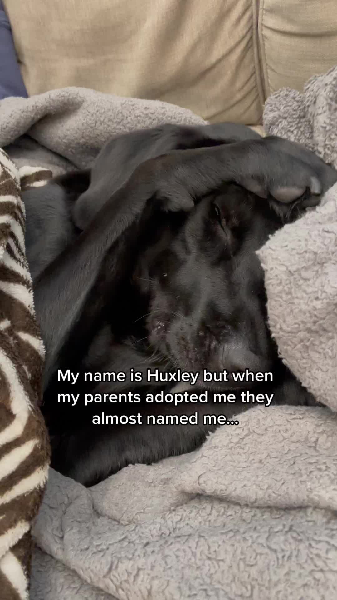 @Huxley Knox the Black Lab