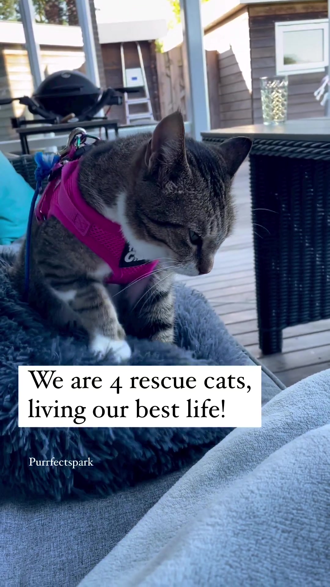 @Purrfect Spark