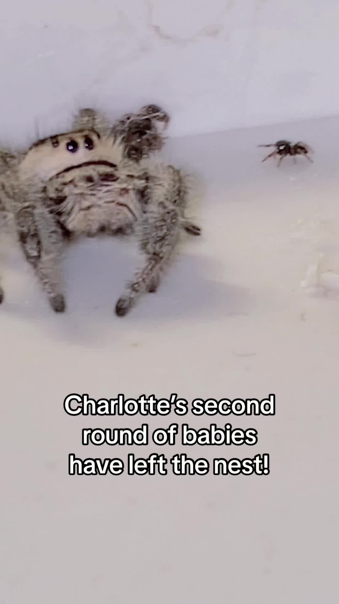 @arachnids