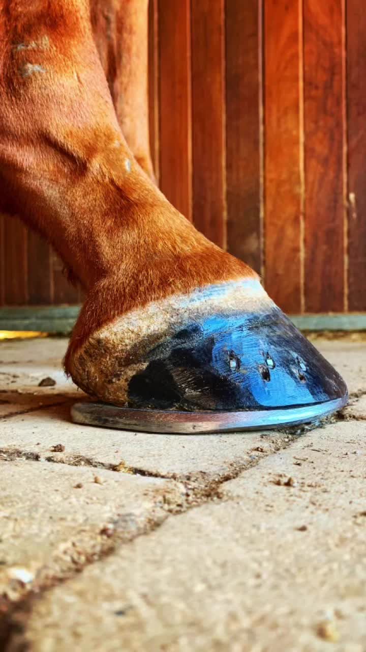 @TikTok Farrier
