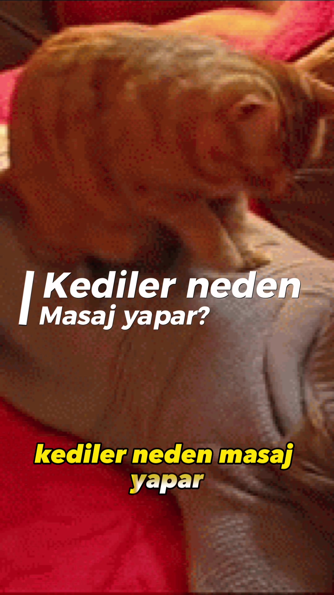 @zekadolabi