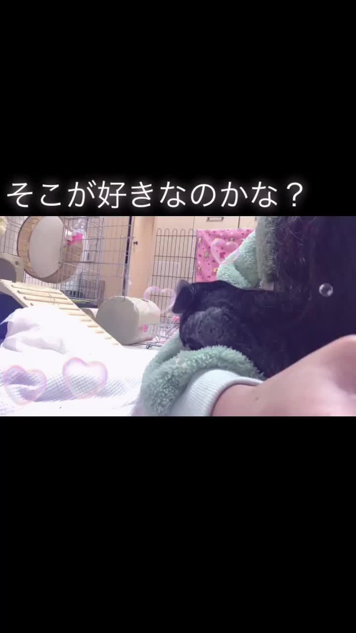 @ゆに♀チンチラ