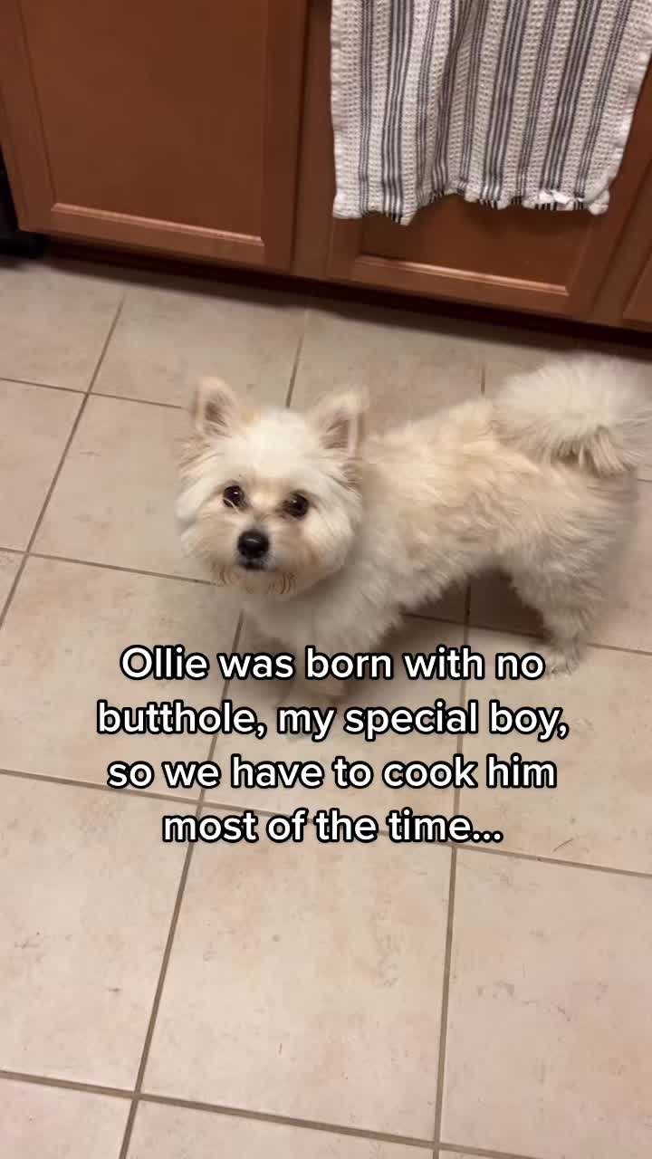 @OlliePiperJaz