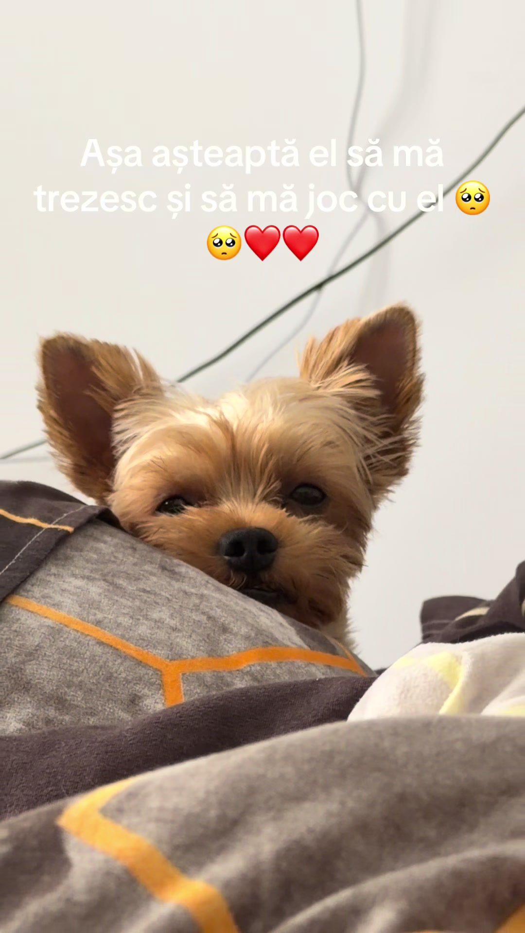 @Cristina_Ailerua