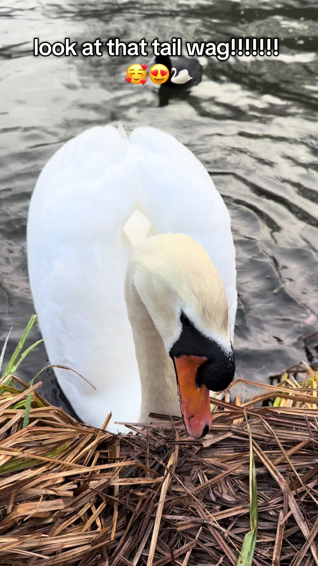 @flora_fauna_fur_feathers