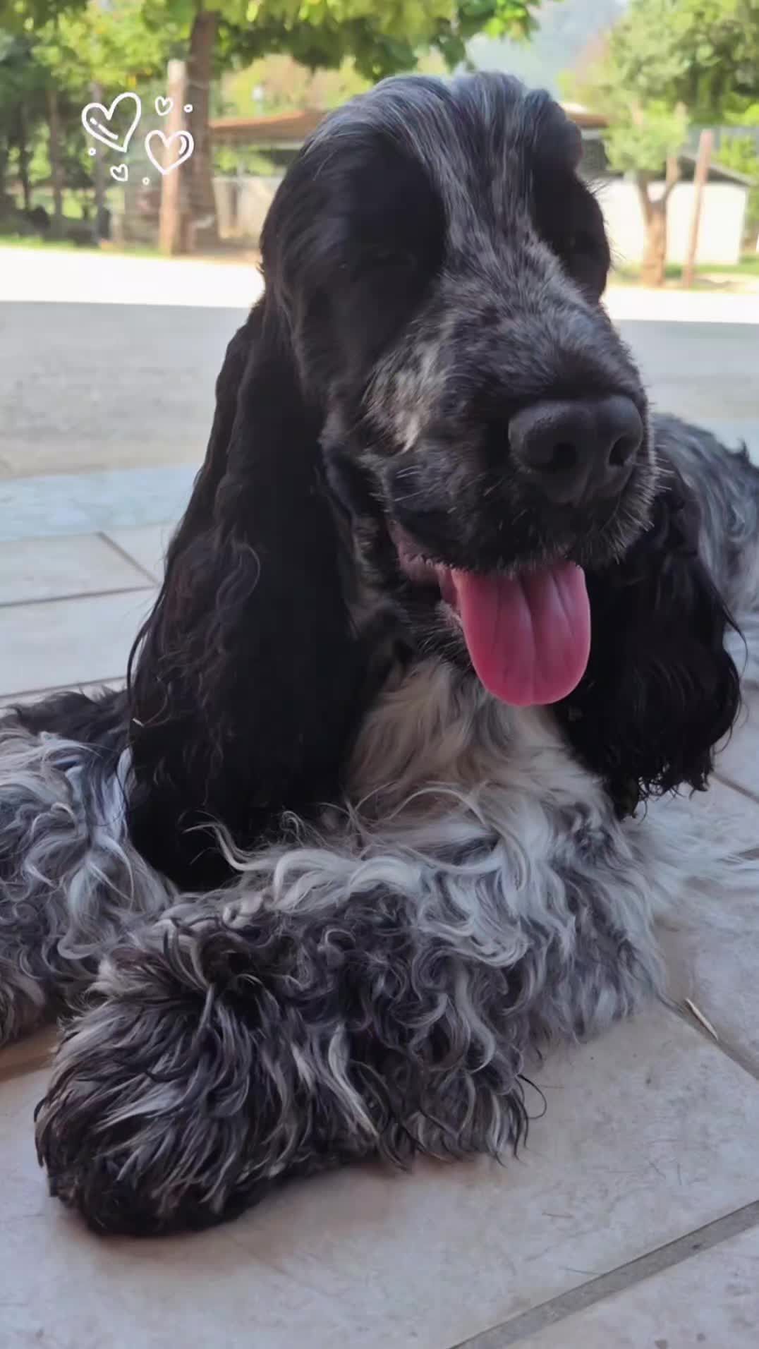 @McCocker EnglishCockerSpaniel