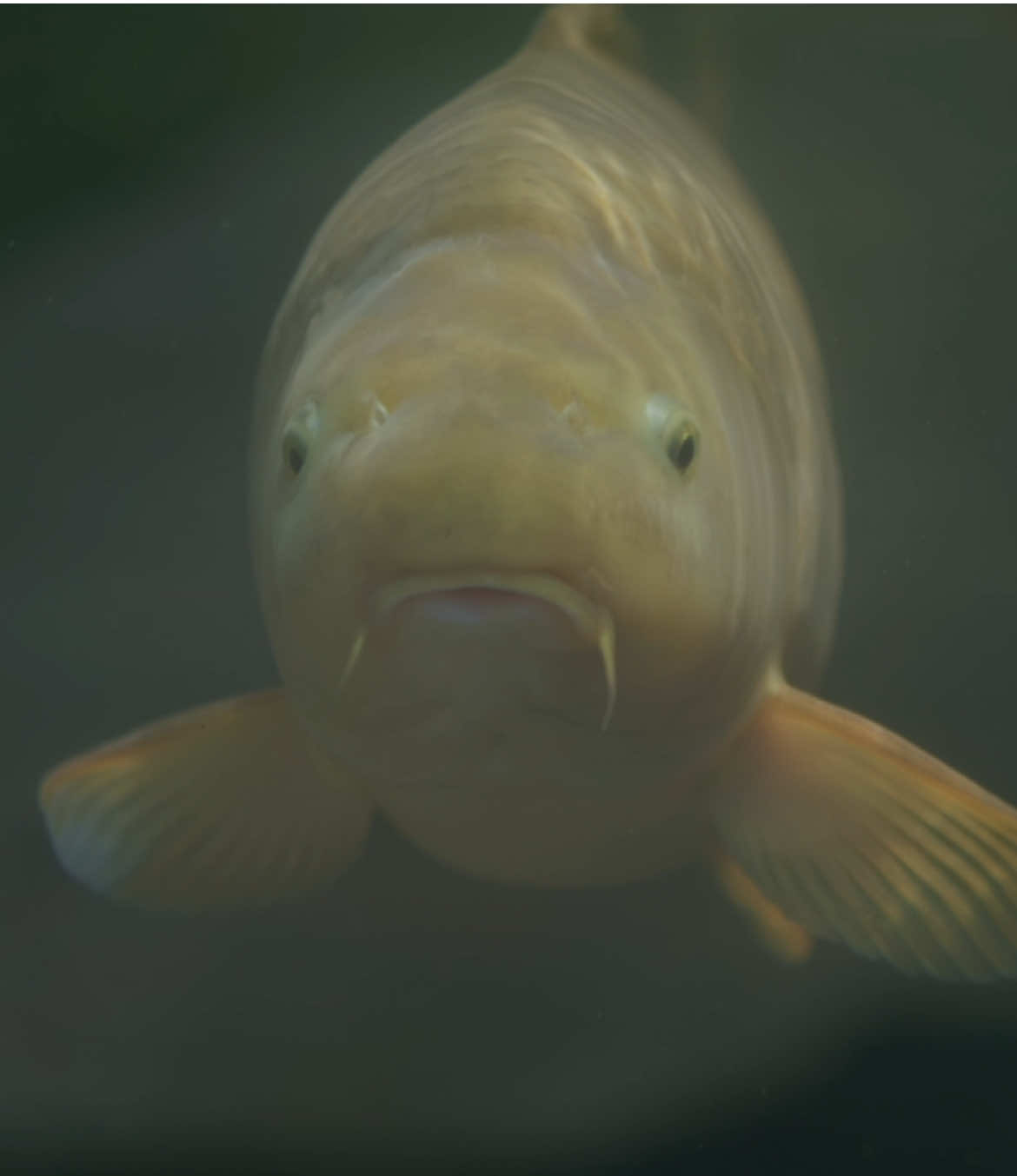@Koi Competitions