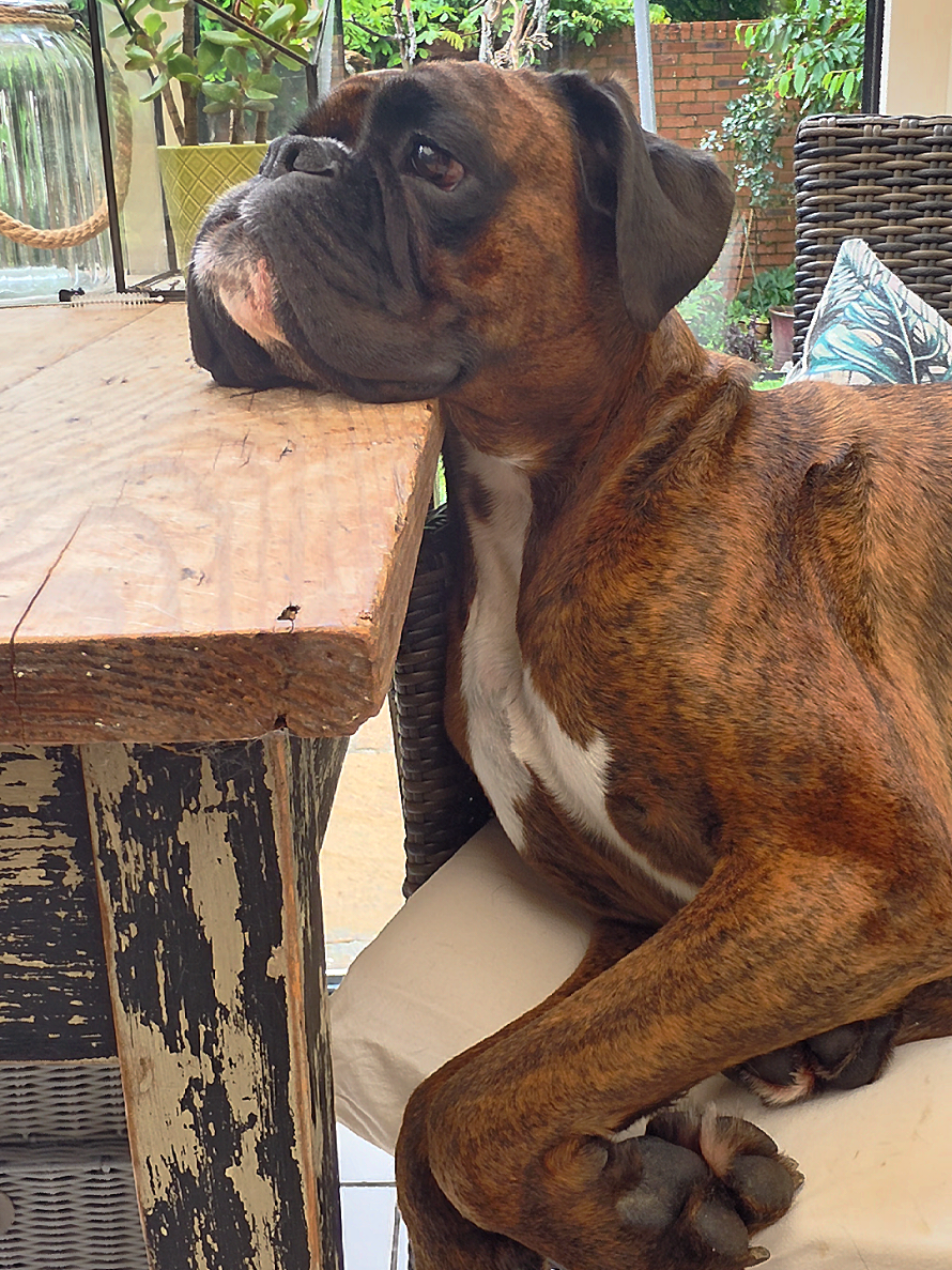 @Clive The Boxer Dog