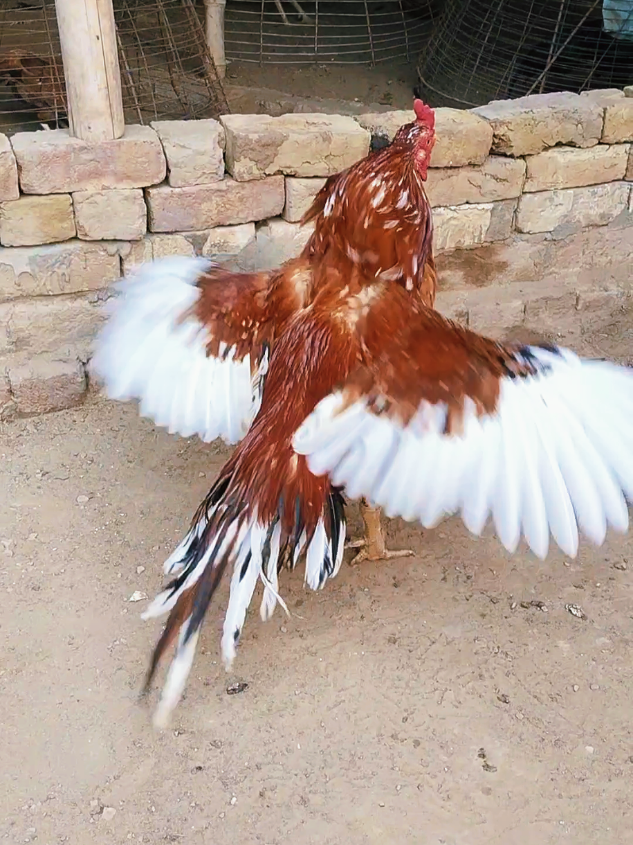 @Sajjad Aseel Farm