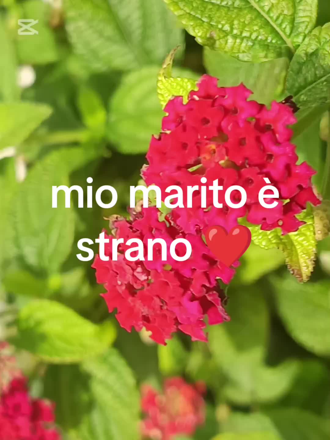 @🌺amore psike🌺