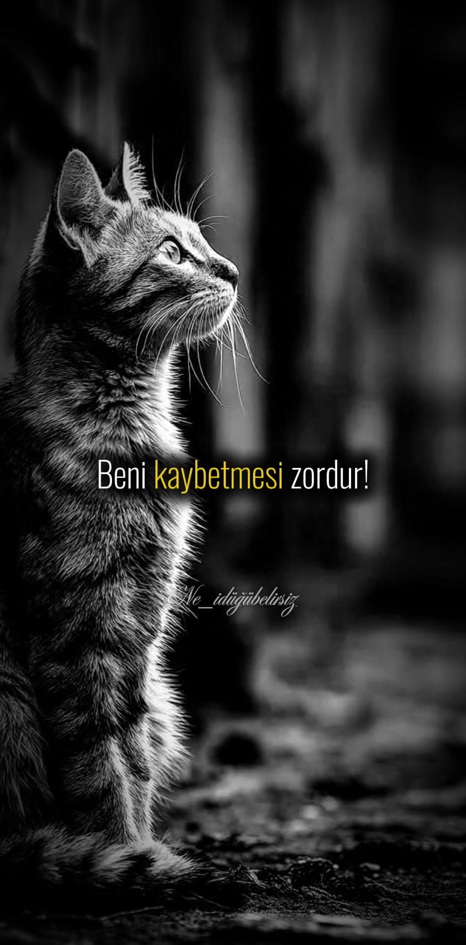 @mavili781