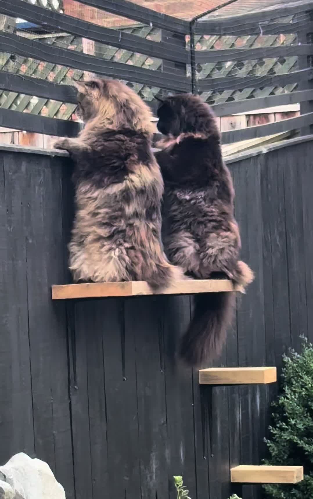 @Gus & Sully Maine Coon Boys