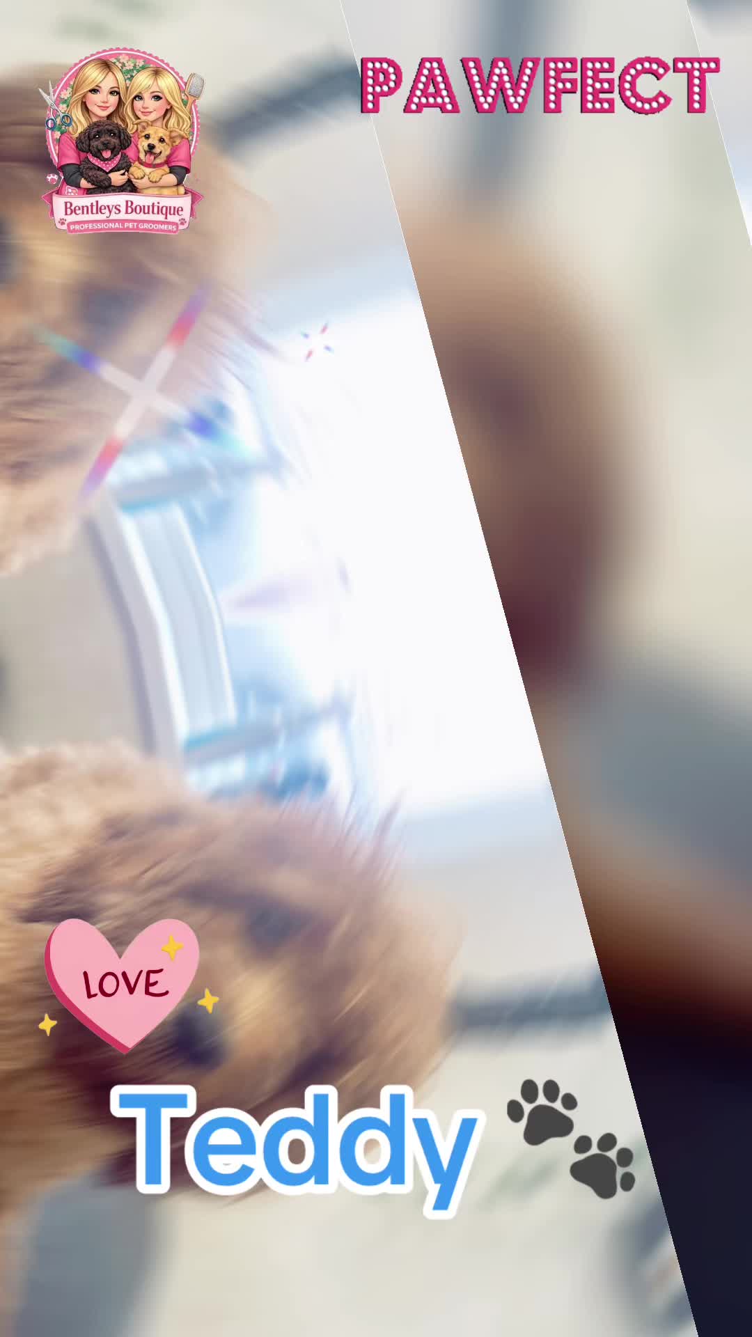 @Bentleys Boutique Pet Groomers