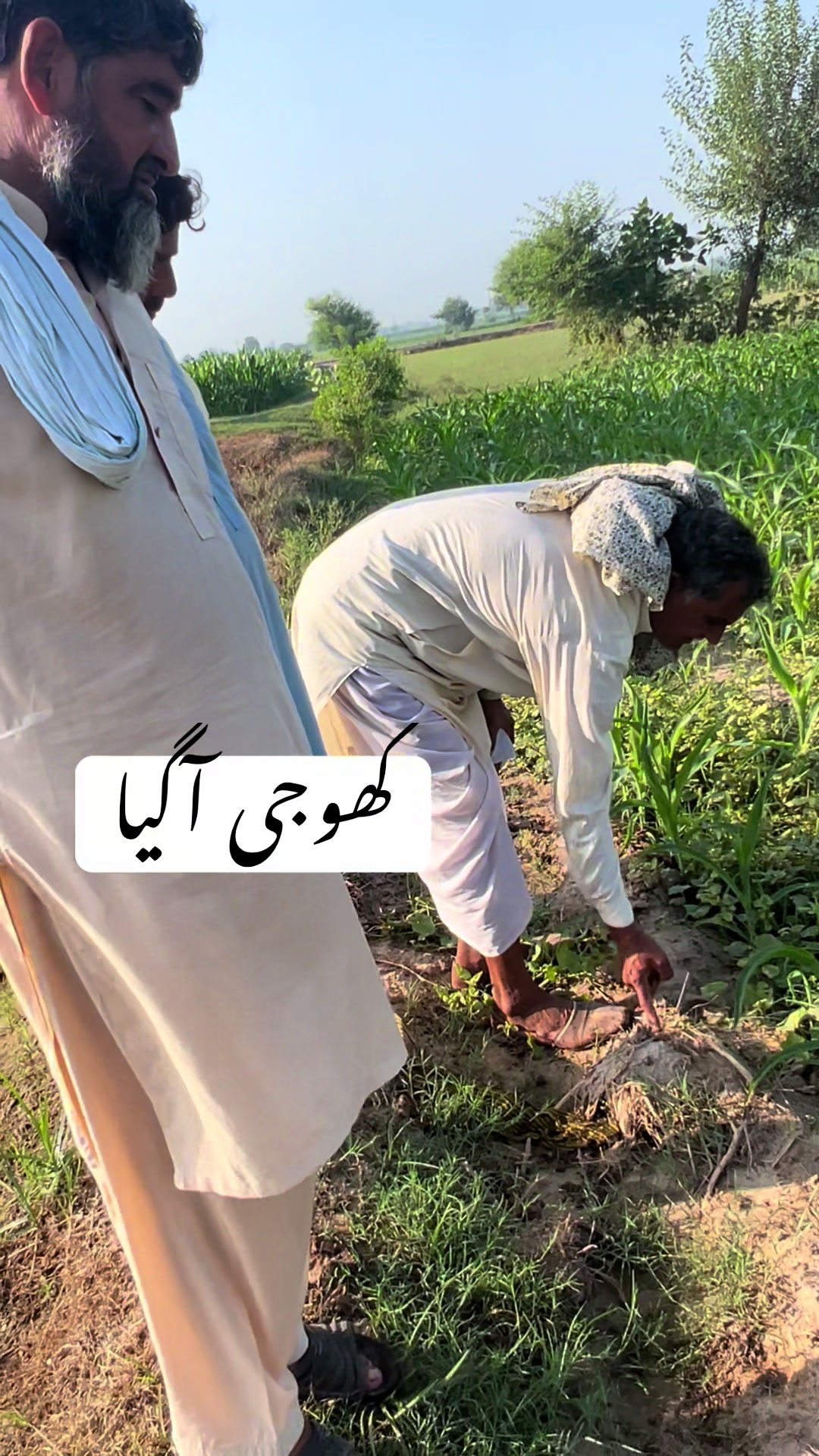 @پینڈو بوائز 378