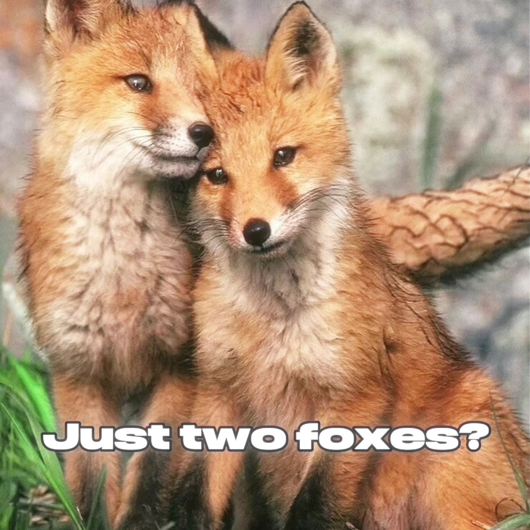 @Diane Foxington lover