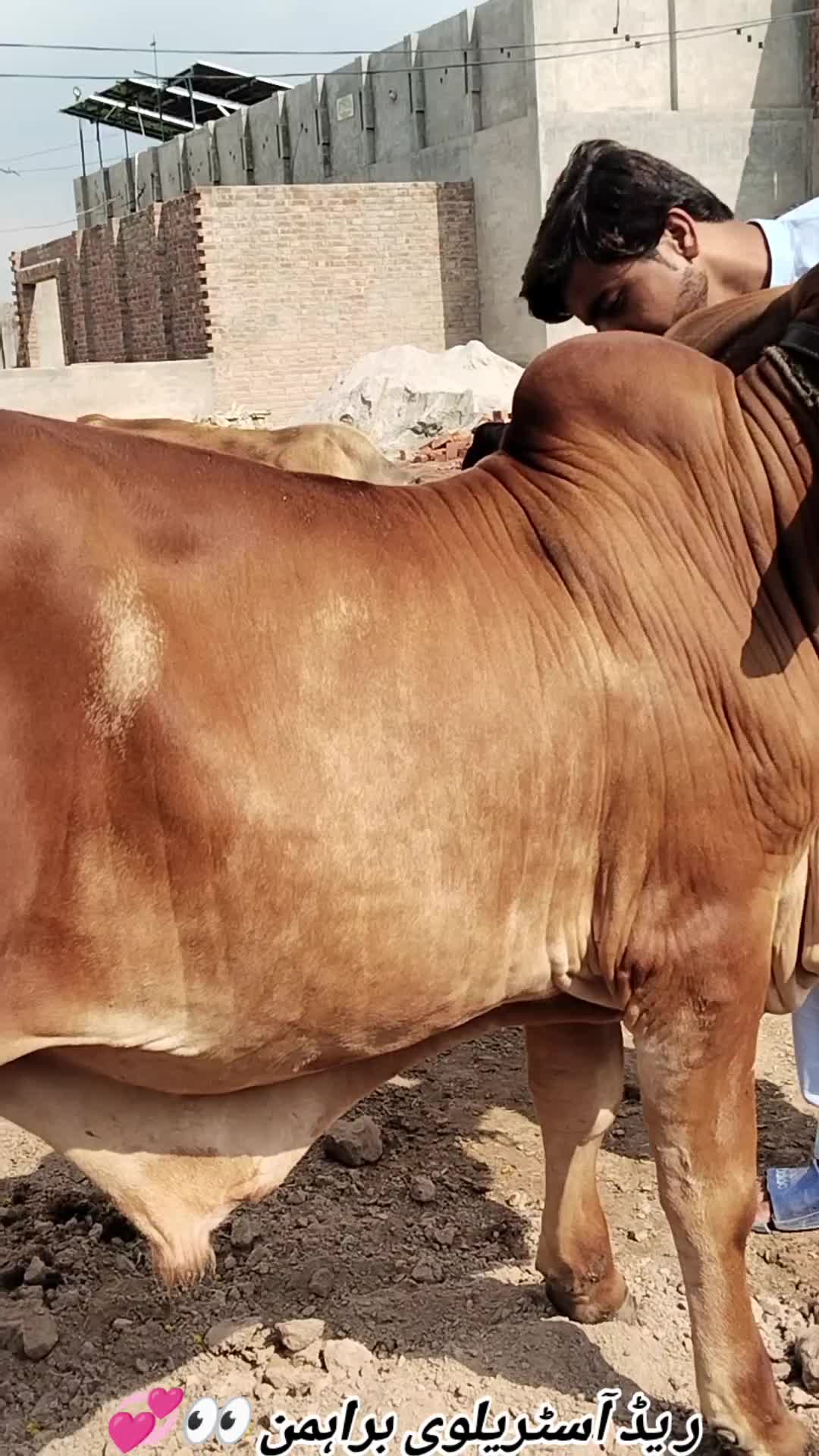 @The Brahmans Farming