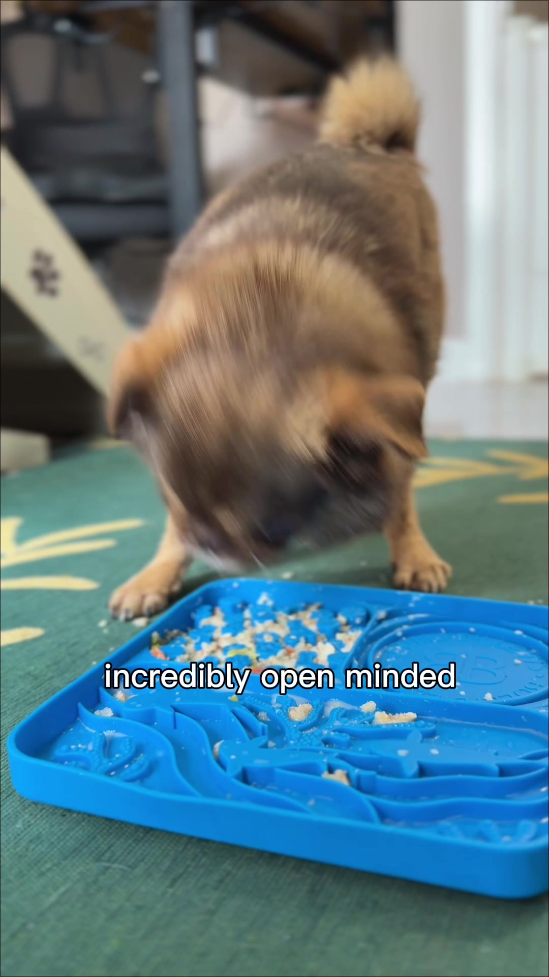 @ChilliThePug