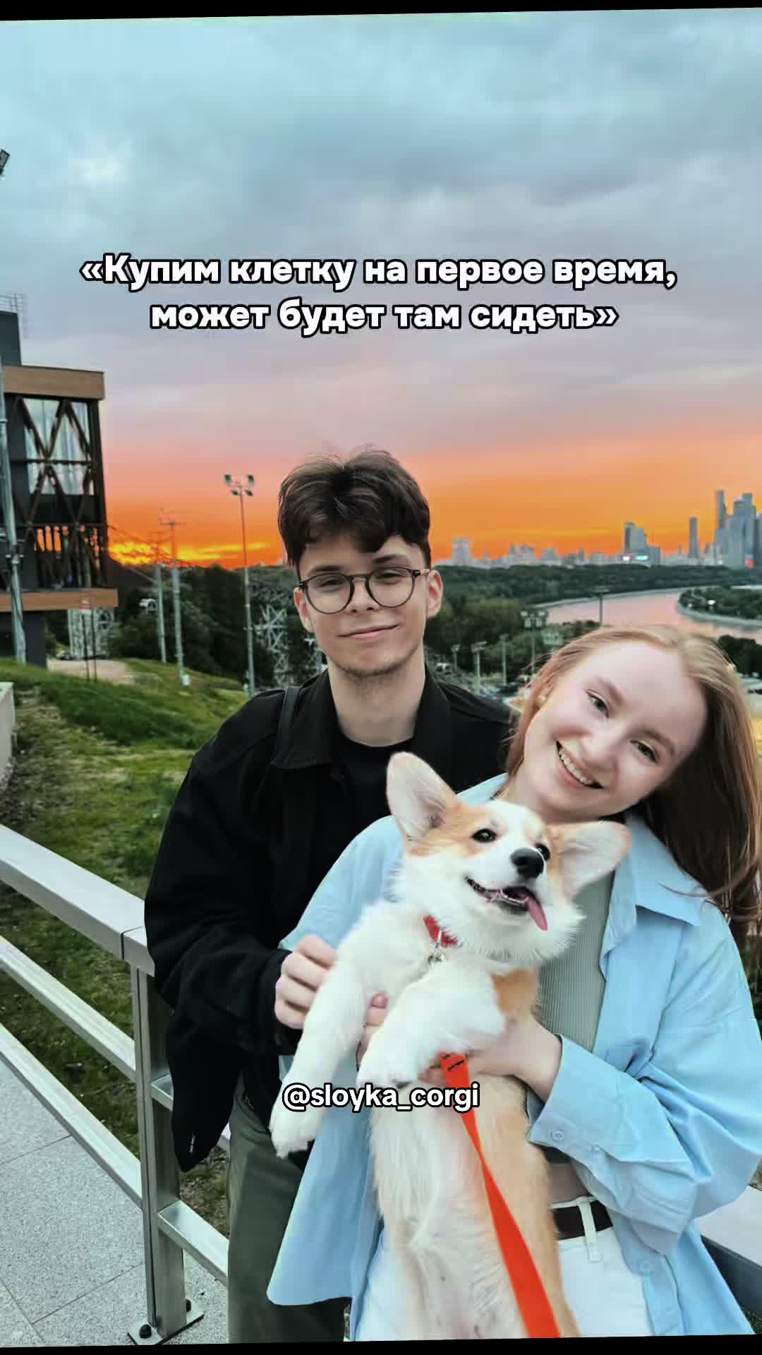 @Слойка корги
