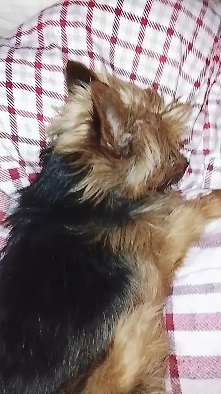 @petfamily4