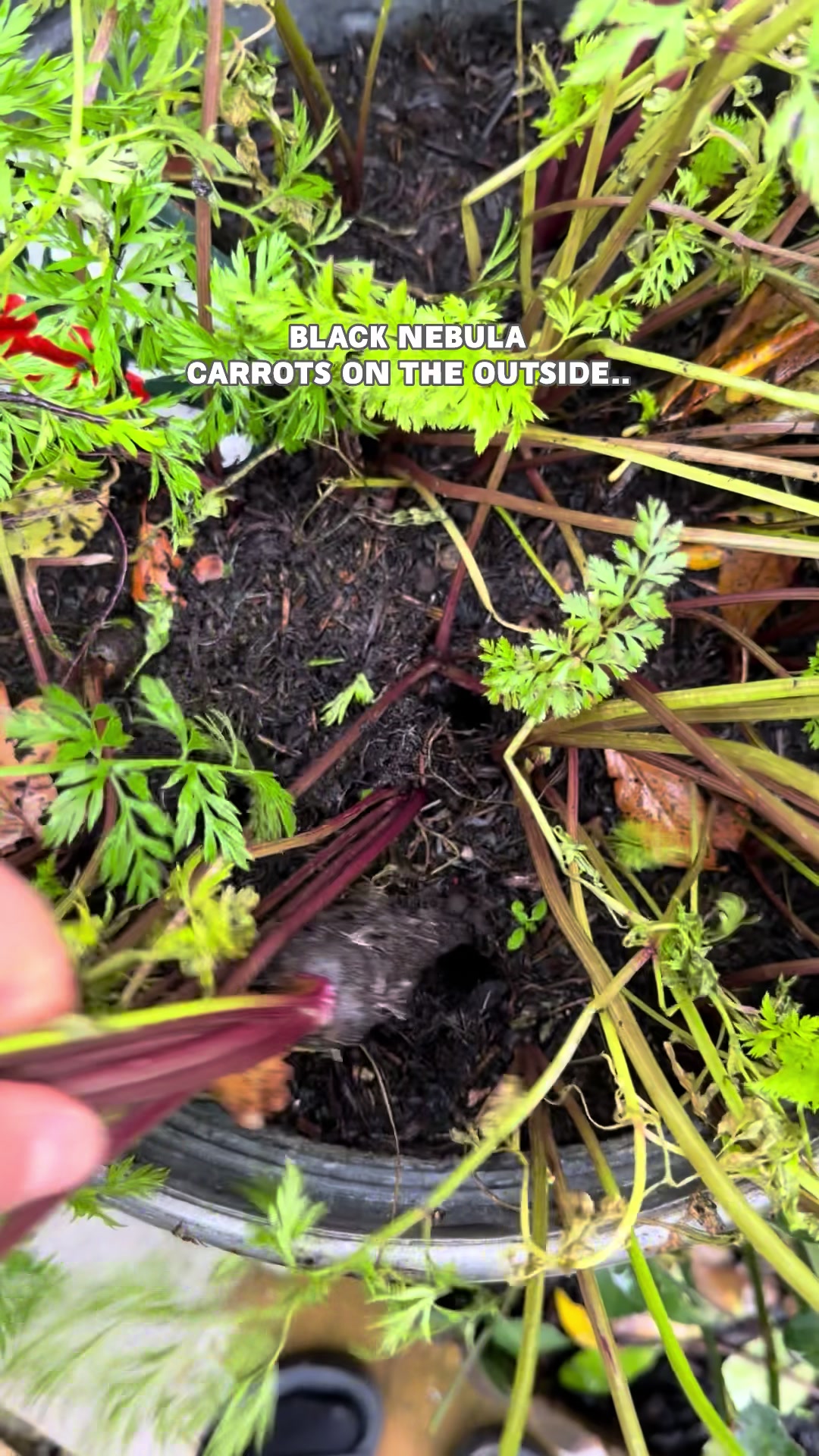 @Diary of a Yorkshire Gardener