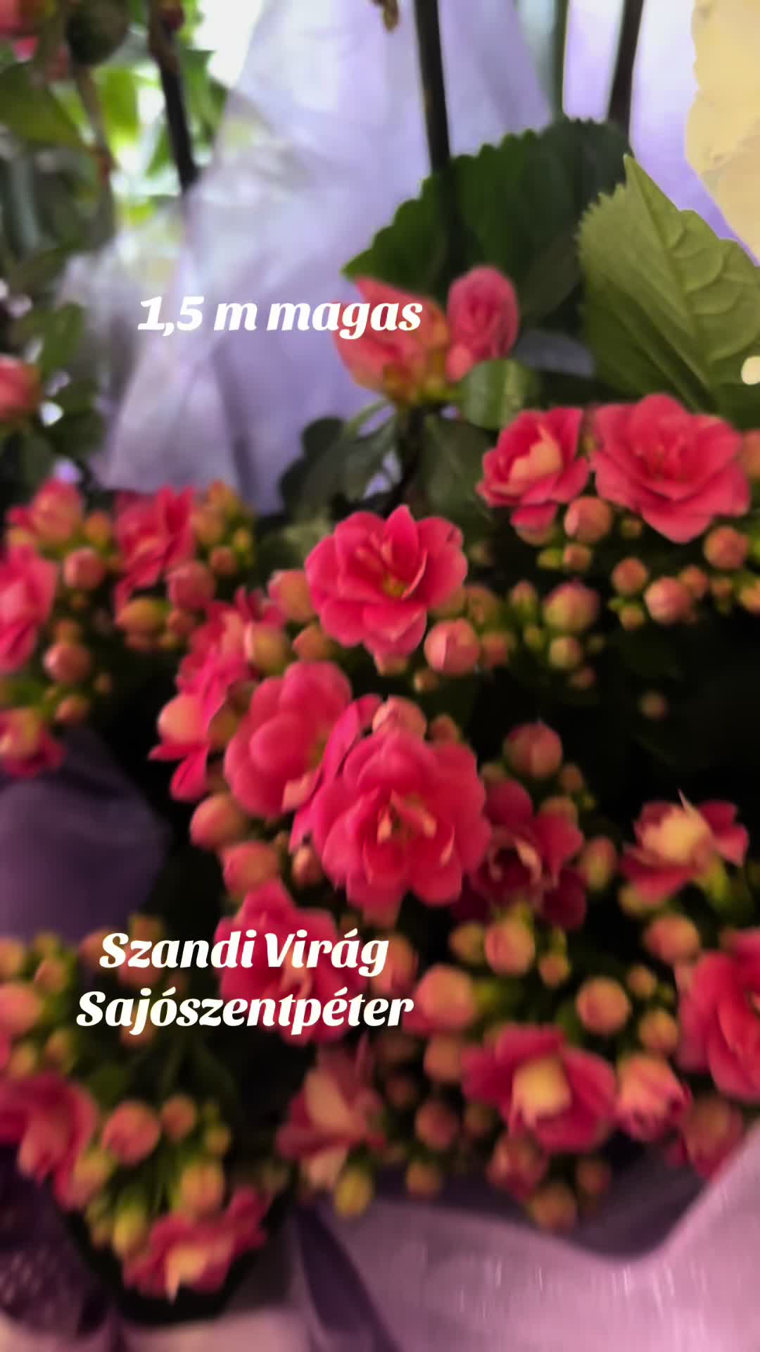 @SzandiVir&aacute;g
